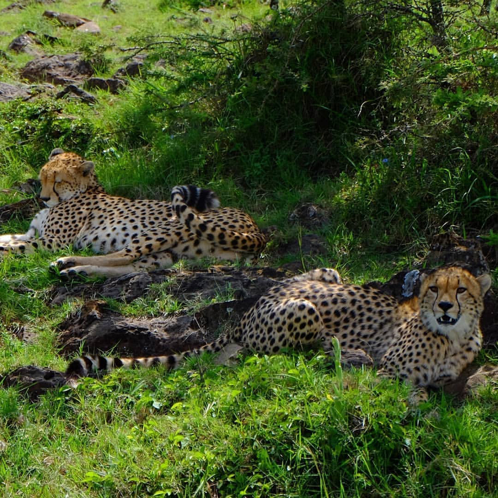 2 Days Fly-in Safari to Selous Game Reserve from Zanzibar