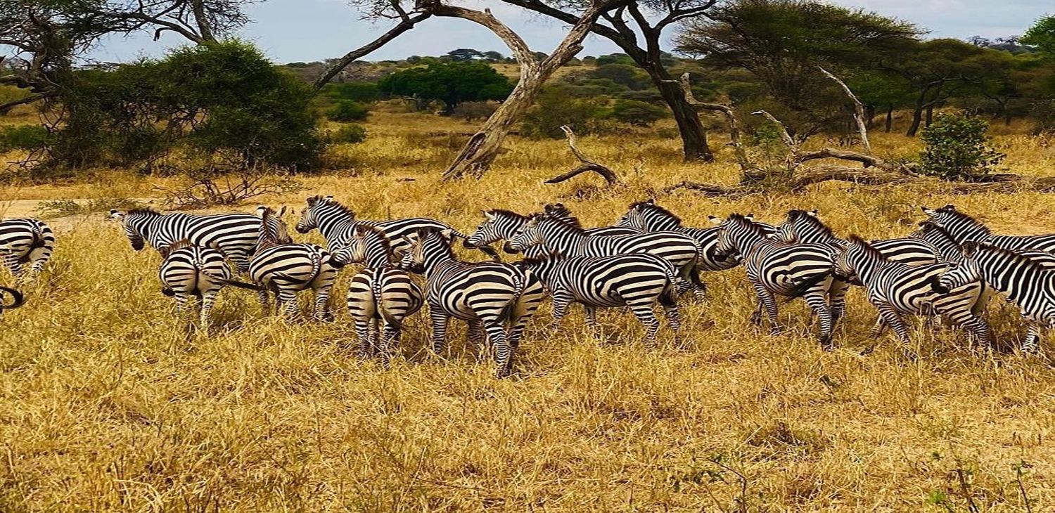 Safaris Package